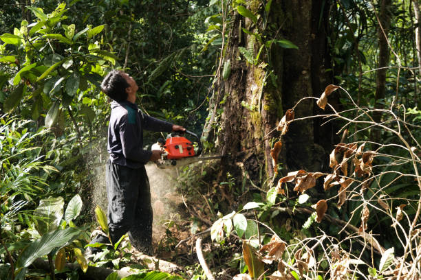 Best Pest Control for Lawns  in Sky Valley, CA