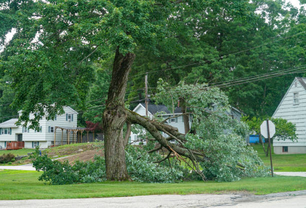 Best Tree Maintenance Programs  in Sky Valley, CA