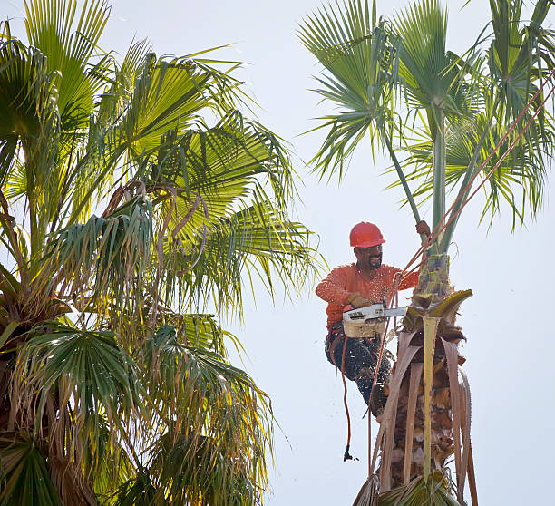 How Our Tree Care Process Works  in  Sky Valley, CA